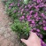 荷兰菊自产自销荷兰菊种植基地60万荷兰菊批发