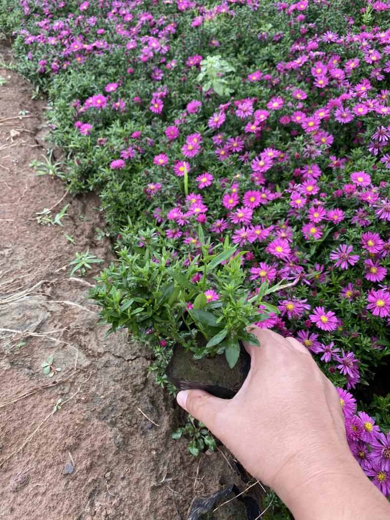 荷兰菊自产自销荷兰菊种植基地60万荷兰菊批发