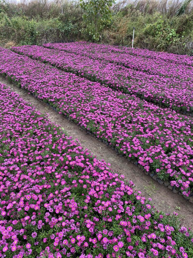 荷兰菊自产自销荷兰菊种植基地60万荷兰菊批发