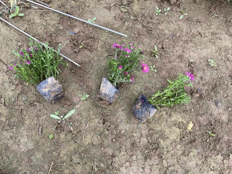 荷兰菊自产自销荷兰菊种植基地60万荷兰菊批发