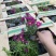 荷兰菊自产自销荷兰菊种植基地60万荷兰菊批发
