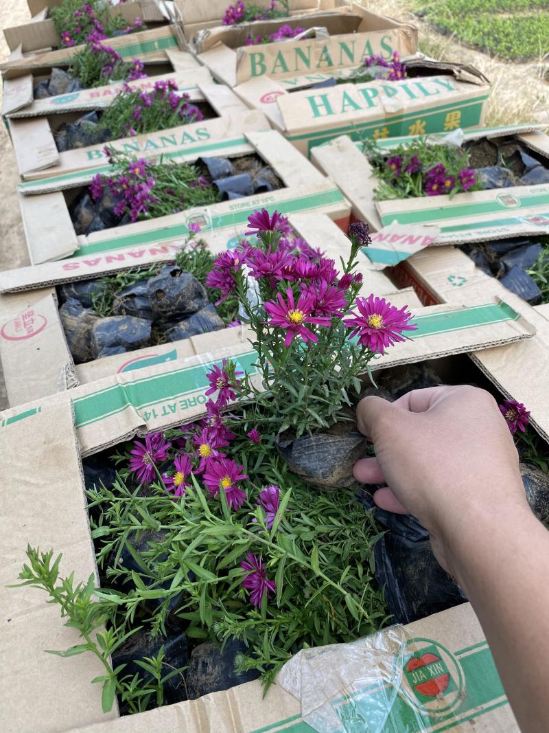 荷兰菊自产自销荷兰菊种植基地60万荷兰菊批发