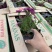 荷兰菊自产自销荷兰菊种植基地60万荷兰菊批发