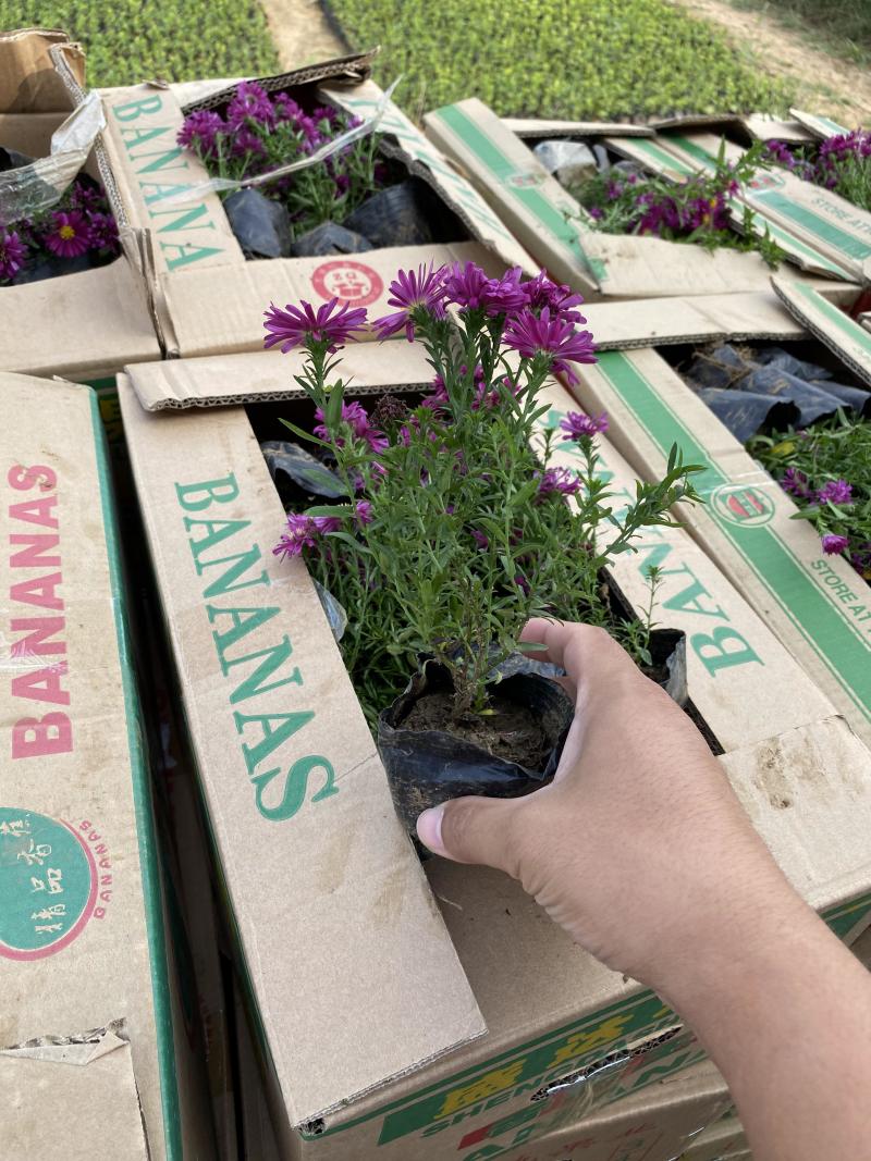 荷兰菊自产自销荷兰菊种植基地60万荷兰菊批发