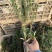 荷兰菊自产自销荷兰菊种植基地60万荷兰菊批发