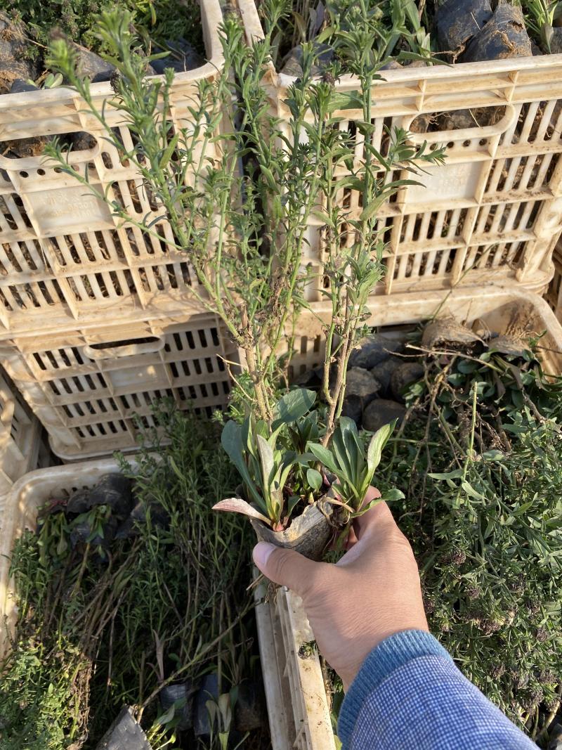 荷兰菊自产自销荷兰菊种植基地60万荷兰菊批发