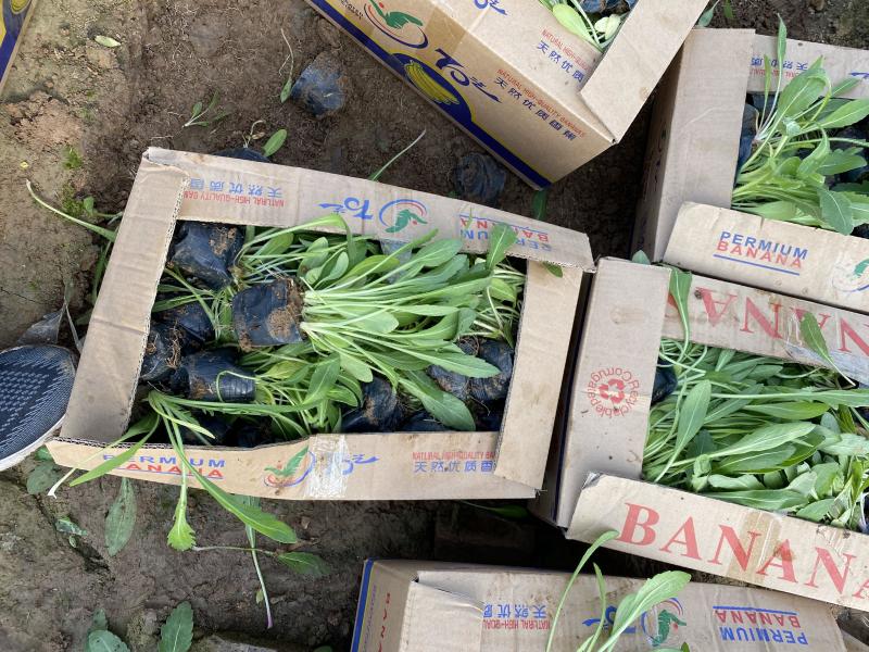 天人菊批发价格天人菊自产自销200万天人菊低价处理