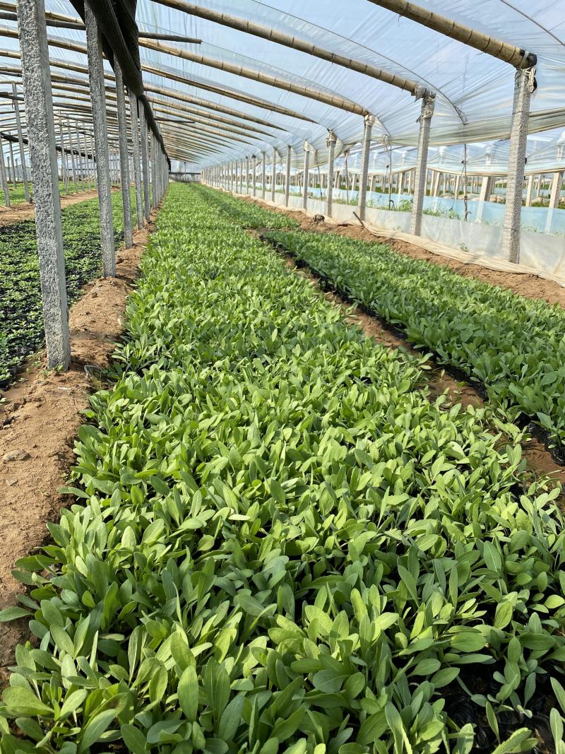 天人菊批发价格天人菊自产自销200万天人菊低价处理