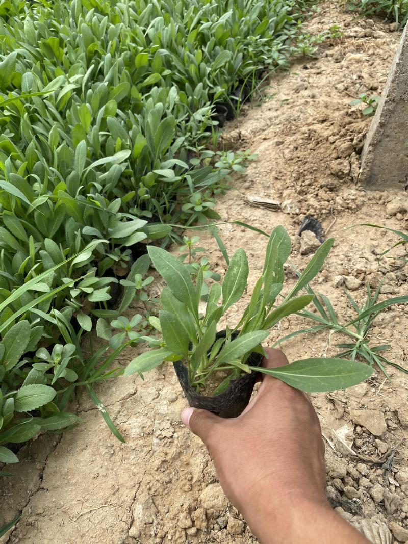 天人菊批发价格天人菊自产自销200万天人菊低价处理