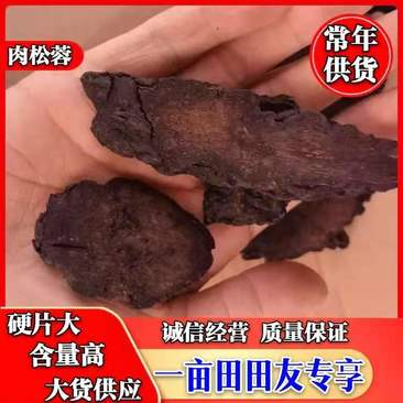 肉苁蓉新疆大云木质硬片大含量高大货供应可全国发货