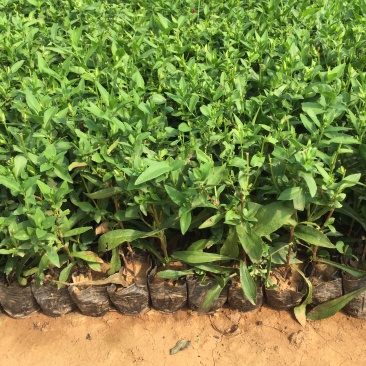 紫菀自产自销紫菀种植基地300万紫菀自产自销