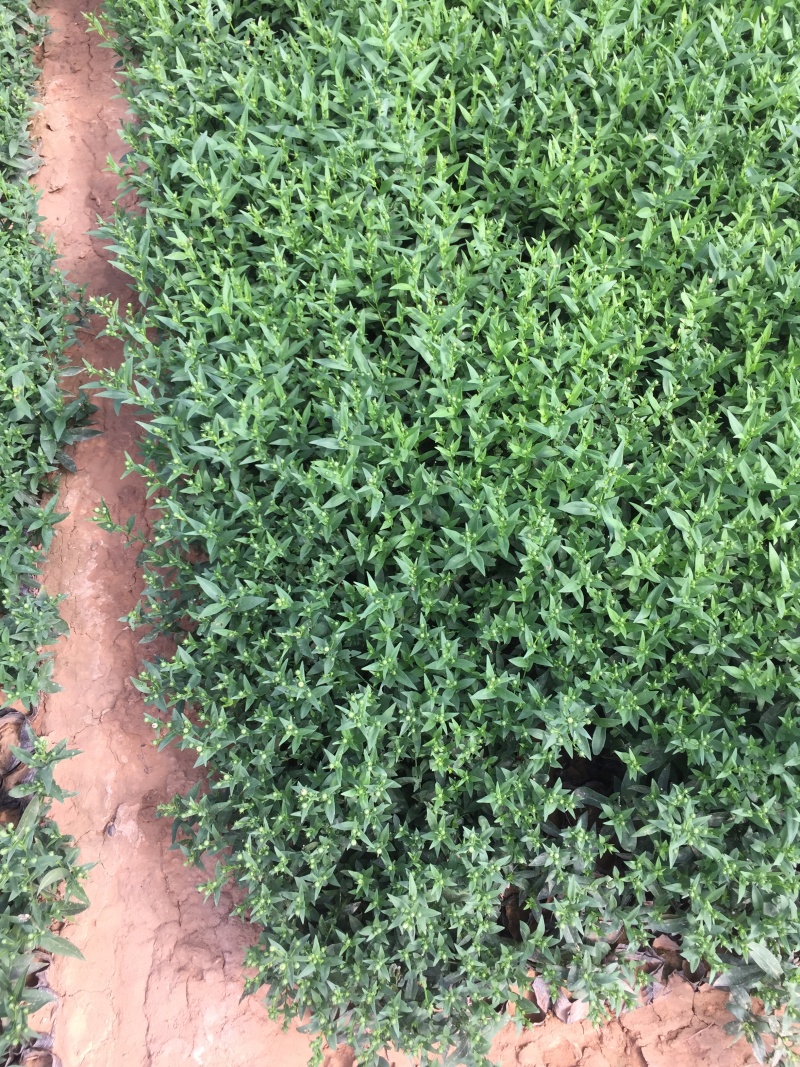 紫菀自产自销紫菀种植基地300万紫菀自产自销