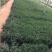 紫菀自产自销紫菀种植基地300万紫菀自产自销