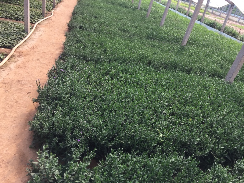 紫菀自产自销紫菀种植基地300万紫菀自产自销