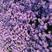 紫菀自产自销紫菀种植基地300万紫菀自产自销
