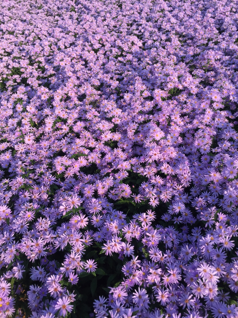 紫菀自产自销紫菀种植基地300万紫菀自产自销