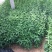 紫菀自产自销紫菀种植基地300万紫菀自产自销