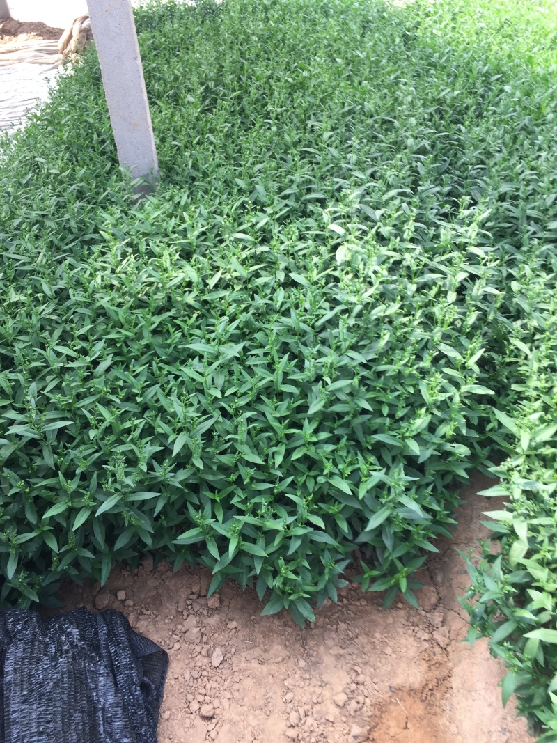 紫菀自产自销紫菀种植基地300万紫菀自产自销