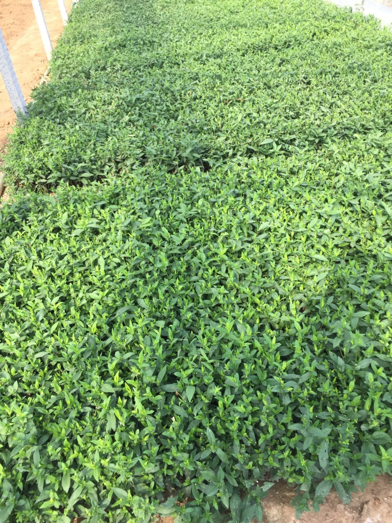 紫菀自产自销紫菀种植基地300万紫菀自产自销