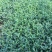 紫菀自产自销紫菀种植基地300万紫菀自产自销