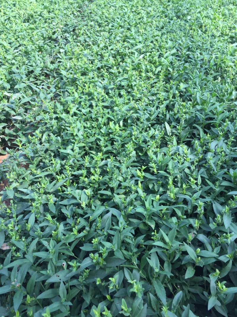 紫菀自产自销紫菀种植基地300万紫菀自产自销