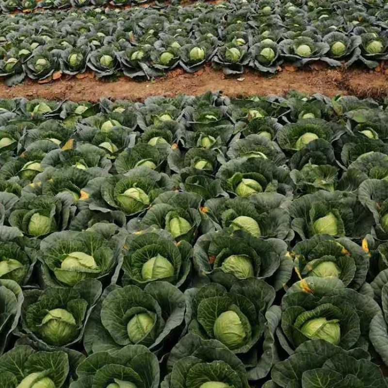【好品质】云南甘蓝基地直供，量大从优，欢迎来电采购
