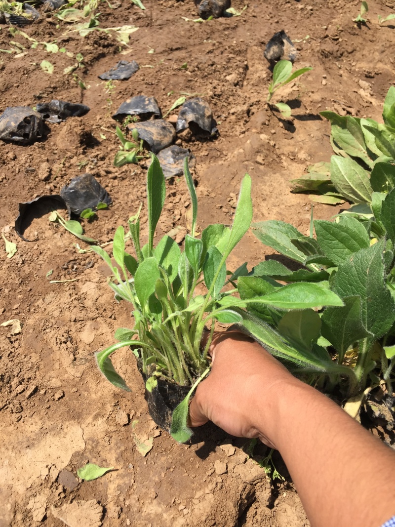 金光菊自产自销金光菊批发价格金光菊种植基地