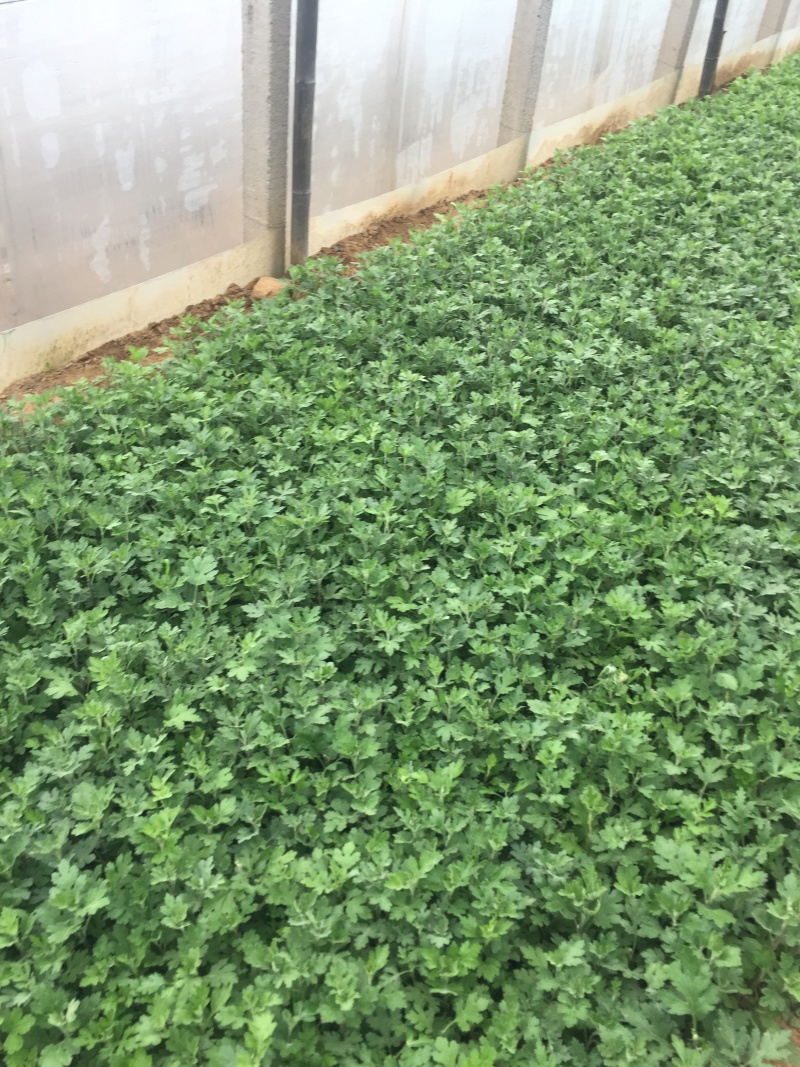 地被菊种植基地地被菊基地直销60万地被菊处理