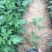 地被菊种植基地地被菊基地直销60万地被菊处理