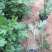 地被菊种植基地地被菊基地直销60万地被菊处理