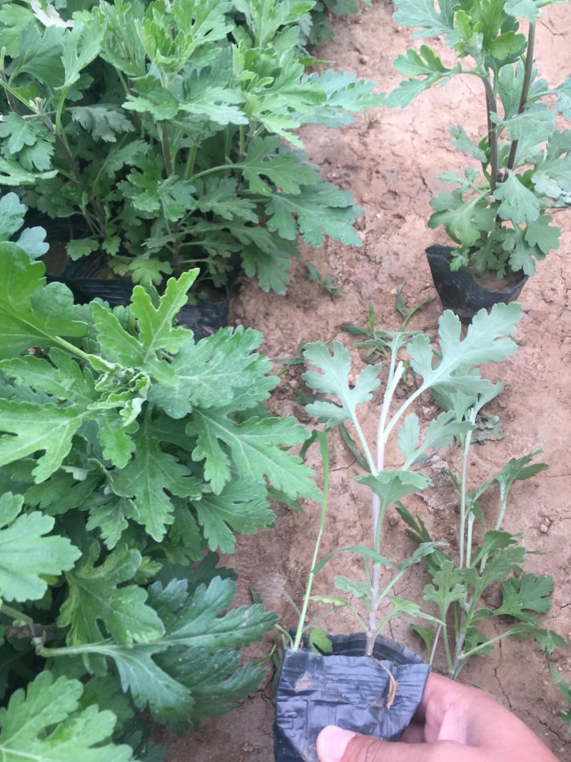 地被菊种植基地地被菊基地直销60万地被菊处理