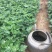 地被菊种植基地地被菊基地直销60万地被菊处理