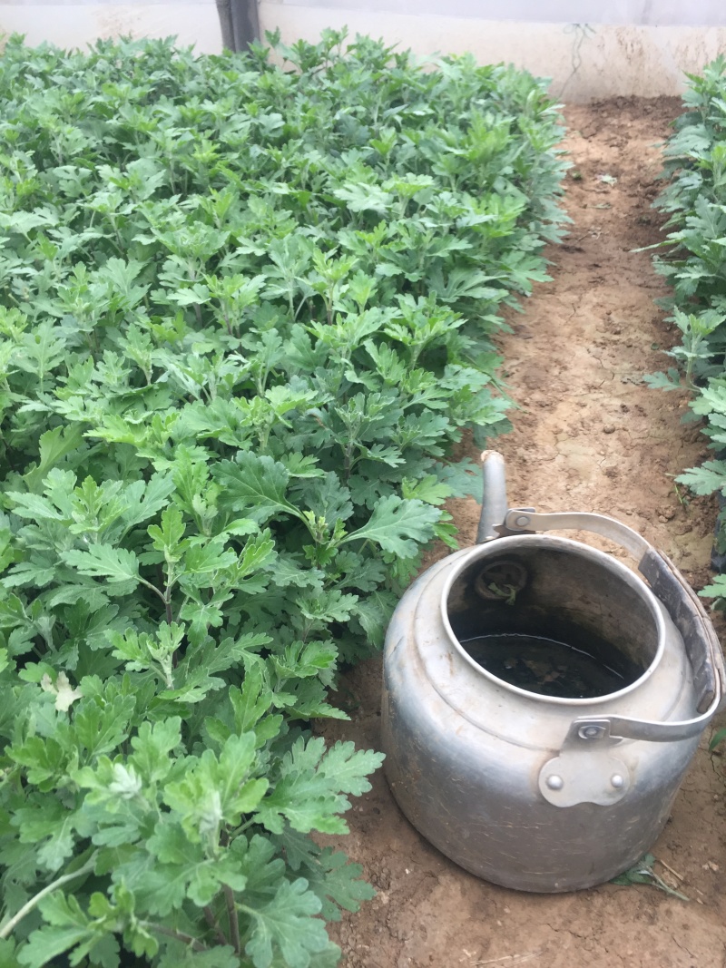 地被菊种植基地地被菊基地直销60万地被菊处理