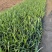 蛇鞭菊青州种植基地蛇鞭菊自产自销600万蛇鞭菊处理