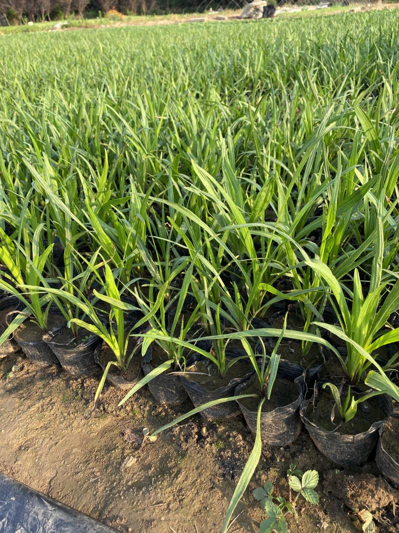 蛇鞭菊青州种植基地蛇鞭菊自产自销600万蛇鞭菊处理