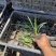 蛇鞭菊青州种植基地蛇鞭菊自产自销600万蛇鞭菊处理