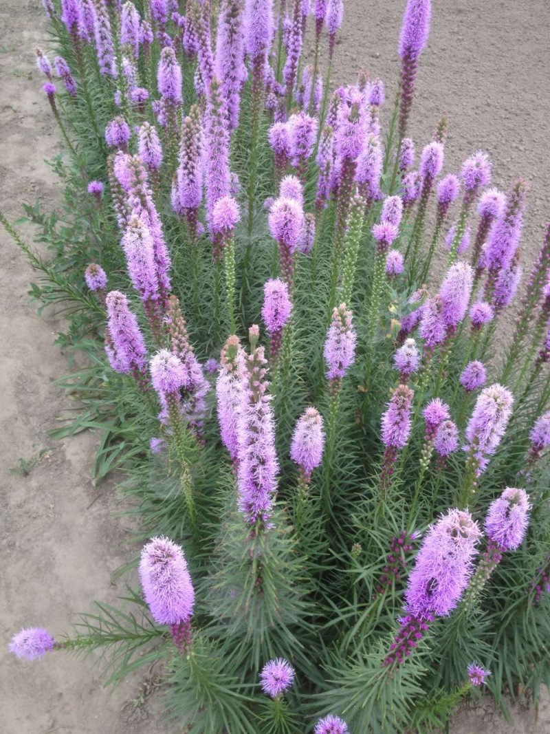蛇鞭菊青州种植基地蛇鞭菊自产自销600万蛇鞭菊处理