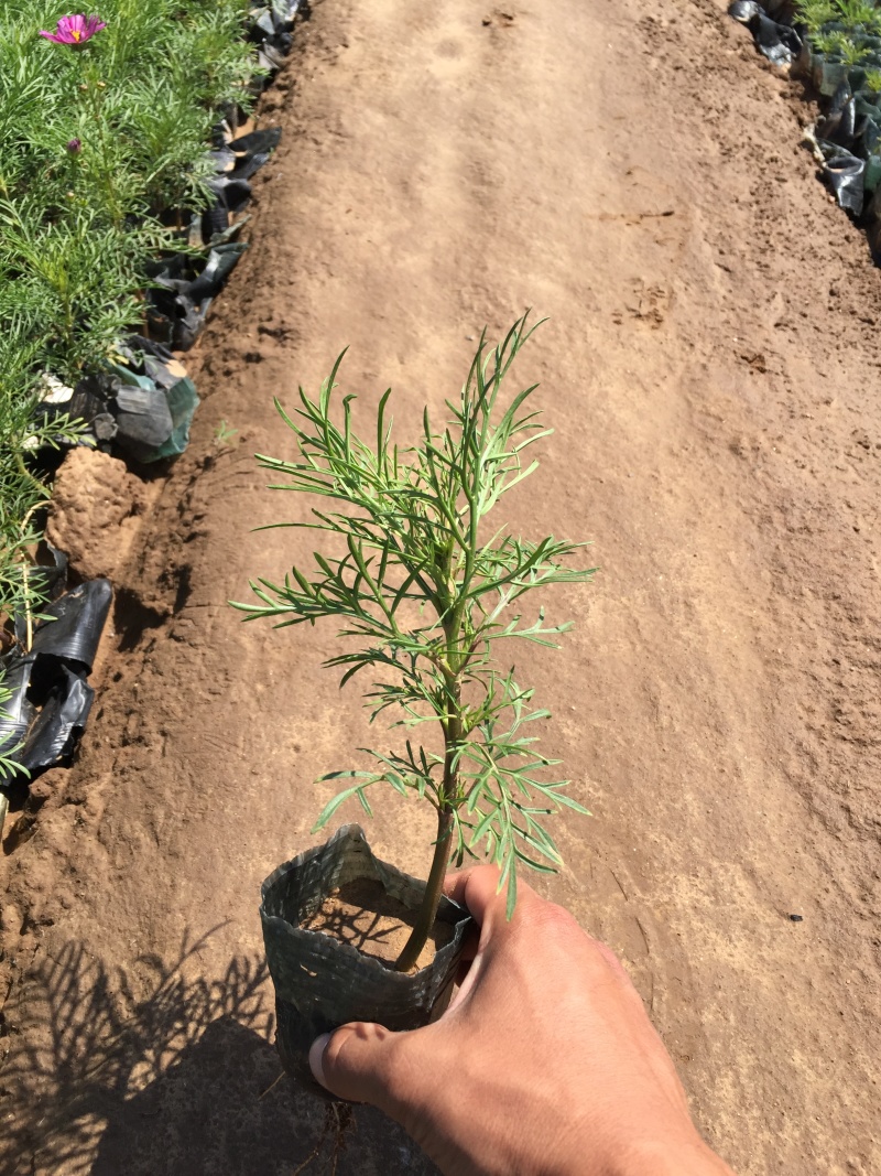 波斯菊自产自销青州营养钵波斯菊800万波斯菊处理