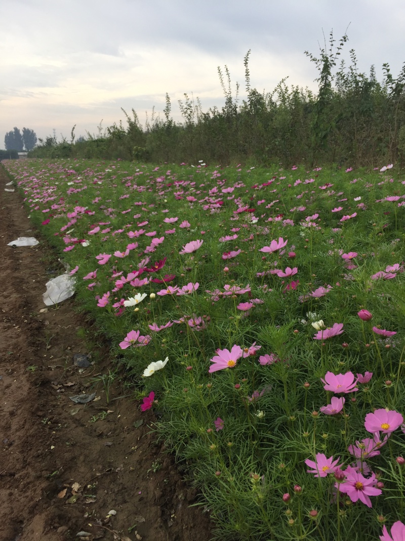 波斯菊自产自销青州营养钵波斯菊800万波斯菊处理