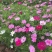 波斯菊自产自销青州营养钵波斯菊800万波斯菊处理