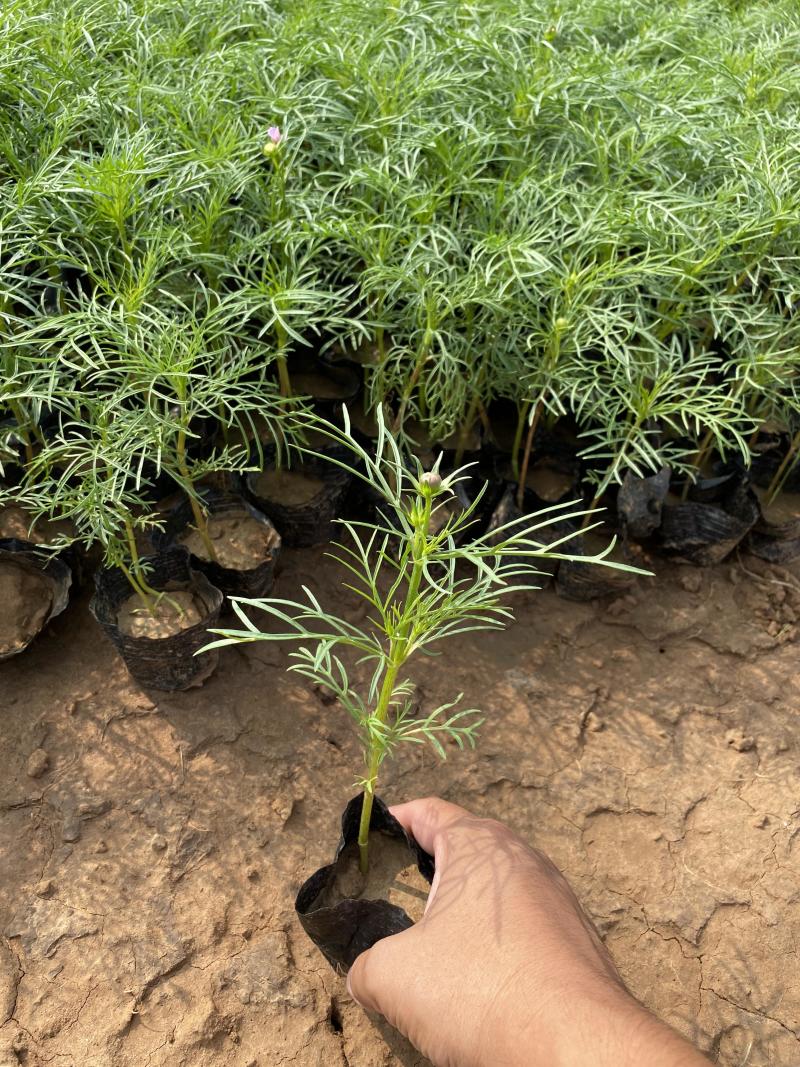 格桑花自产自销格桑花种植基地300万格桑花处理