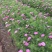 格桑花自产自销格桑花种植基地300万格桑花处理