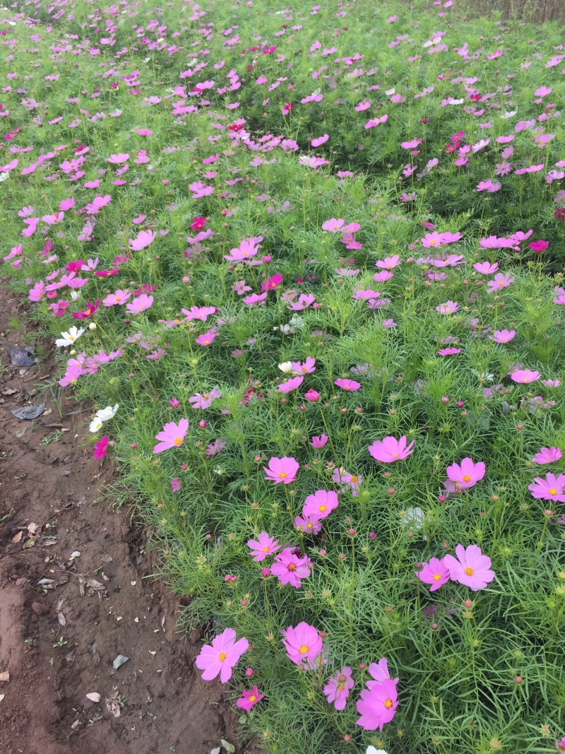 格桑花自产自销格桑花种植基地300万格桑花处理