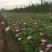 格桑花自产自销格桑花种植基地300万格桑花处理
