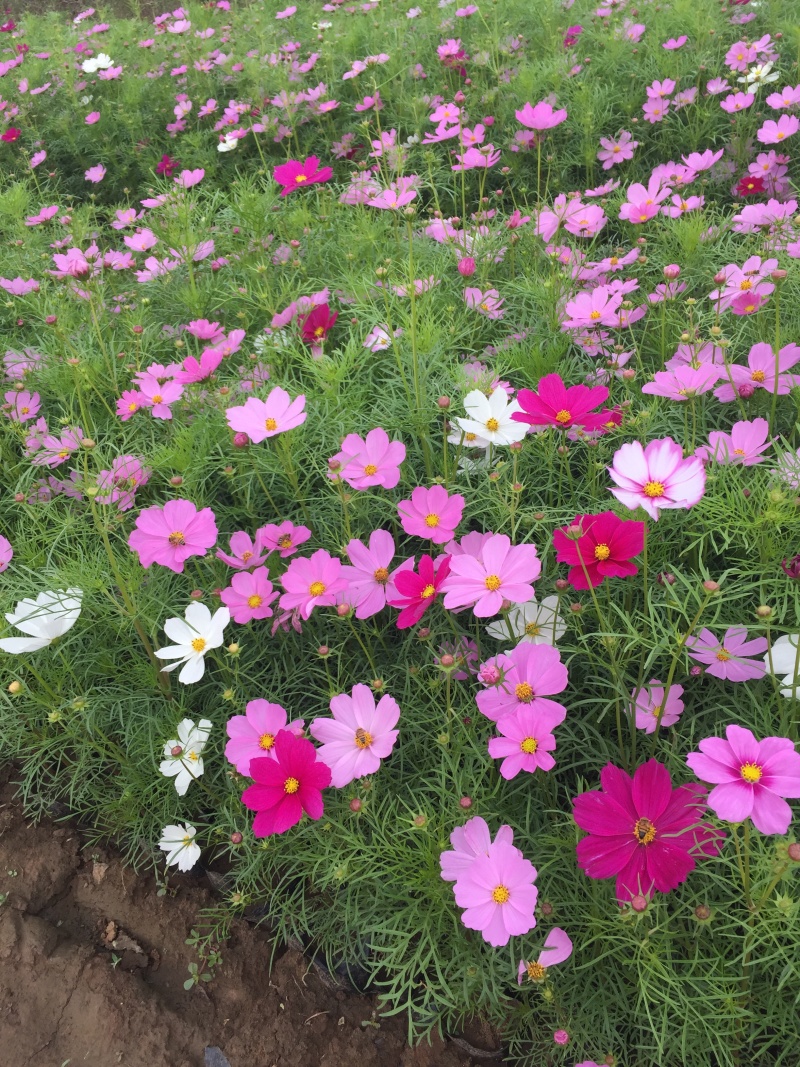 格桑花自产自销格桑花种植基地300万格桑花处理