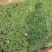 格桑花自产自销格桑花种植基地300万格桑花处理