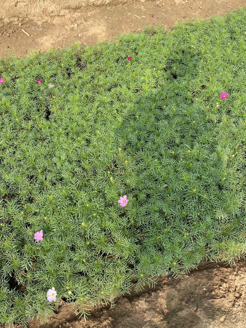 格桑花自产自销格桑花种植基地300万格桑花处理