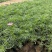 格桑花自产自销格桑花种植基地300万格桑花处理