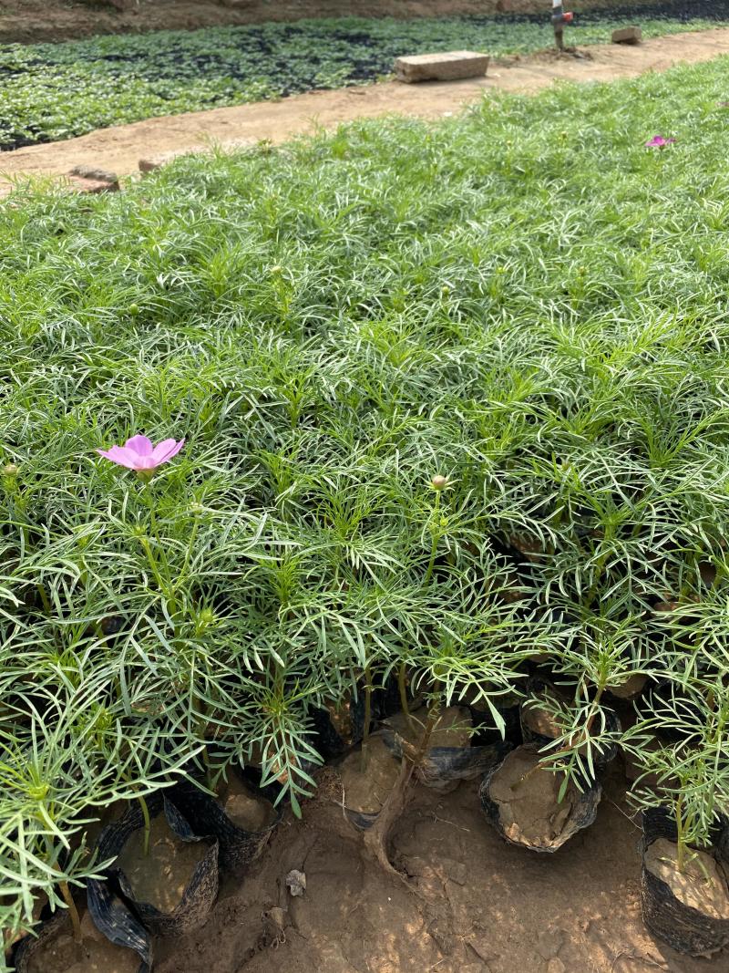 格桑花自产自销格桑花种植基地300万格桑花处理