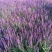 鼠尾草自产自销地被鼠尾草种植基地80万
